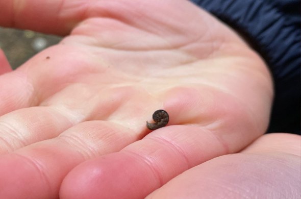 Auf_der_Hand_eines_Schülers_liegt_eingerollt_eine_kleine_schwarze_Raupe